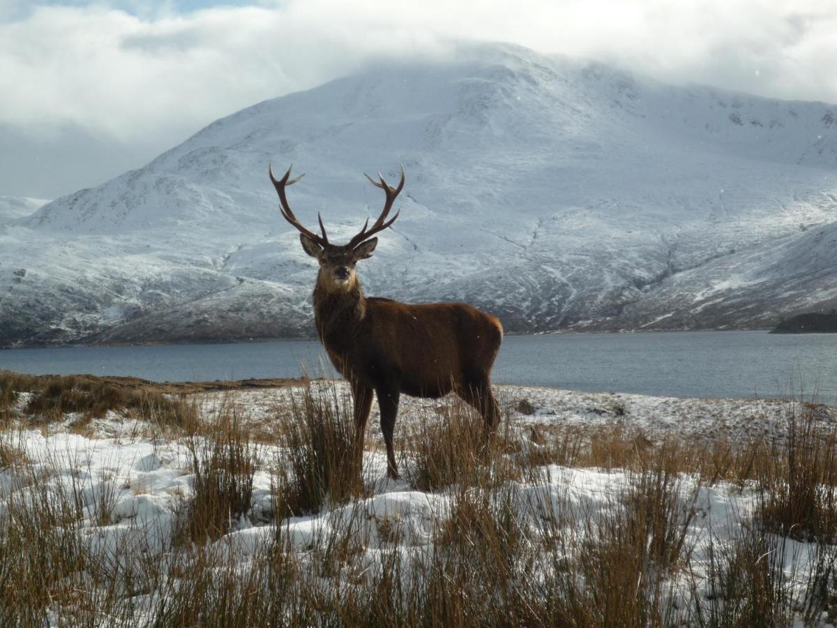 Caledonian Cabin Invergarry Dış mekan fotoğraf
